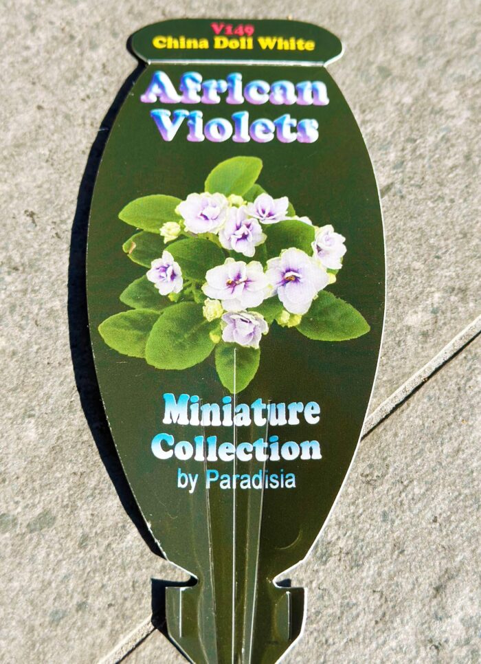 China Doll White – Mini African Violet – Small Potted Plant - Image 5