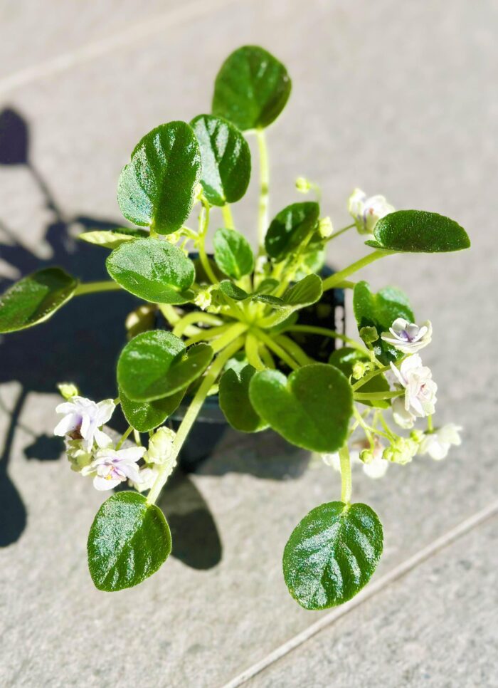 China Doll White – Mini African Violet – Small Potted Plant