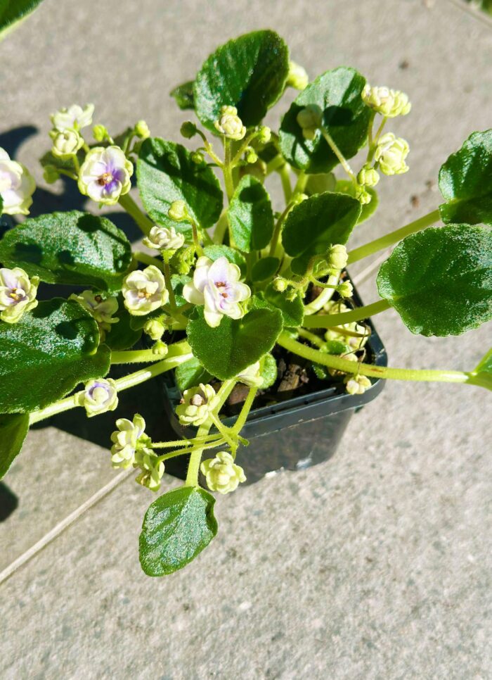 China Doll White – Mini African Violet – Small Potted Plant - Image 2