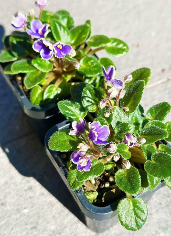Frosted Denim – Mini African Violet – Small Potted Plant - Image 3