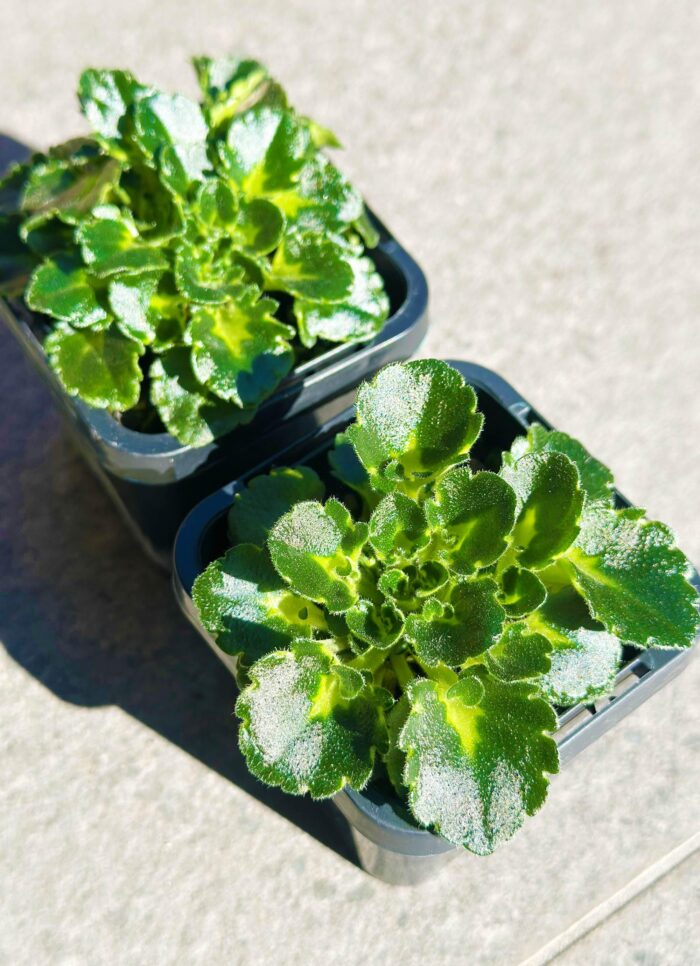 Petite Blarney – Mini African Violet – Small Potted Plant - Image 4