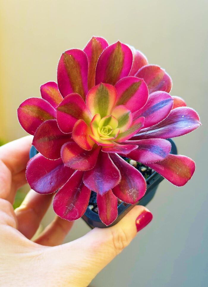 Aeonium Medusa – 7cm Succulent Plant - Image 3