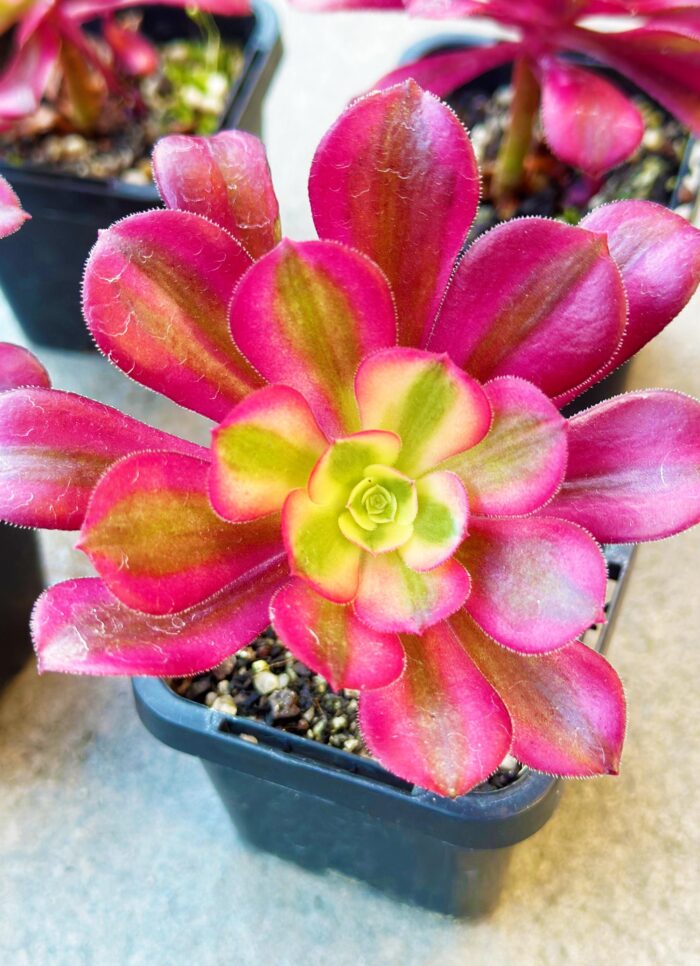 Aeonium Medusa – 7cm Succulent Plant