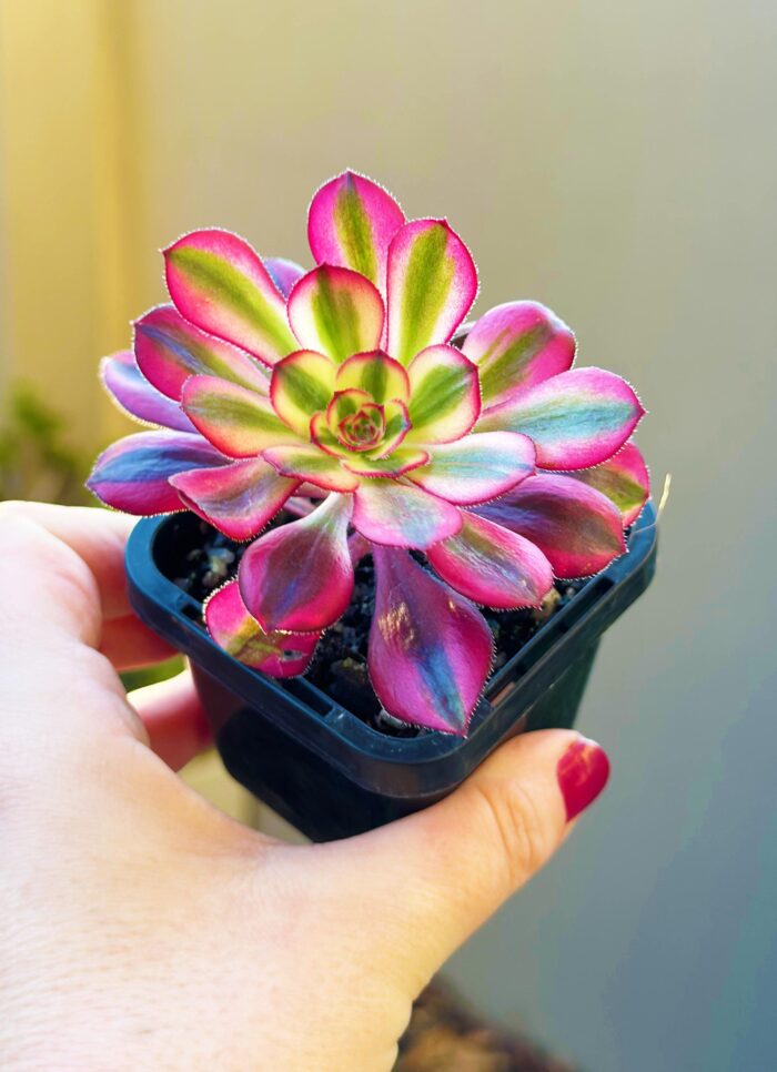 Aeonium Chanel – 7cm Succulent Plant - Image 4