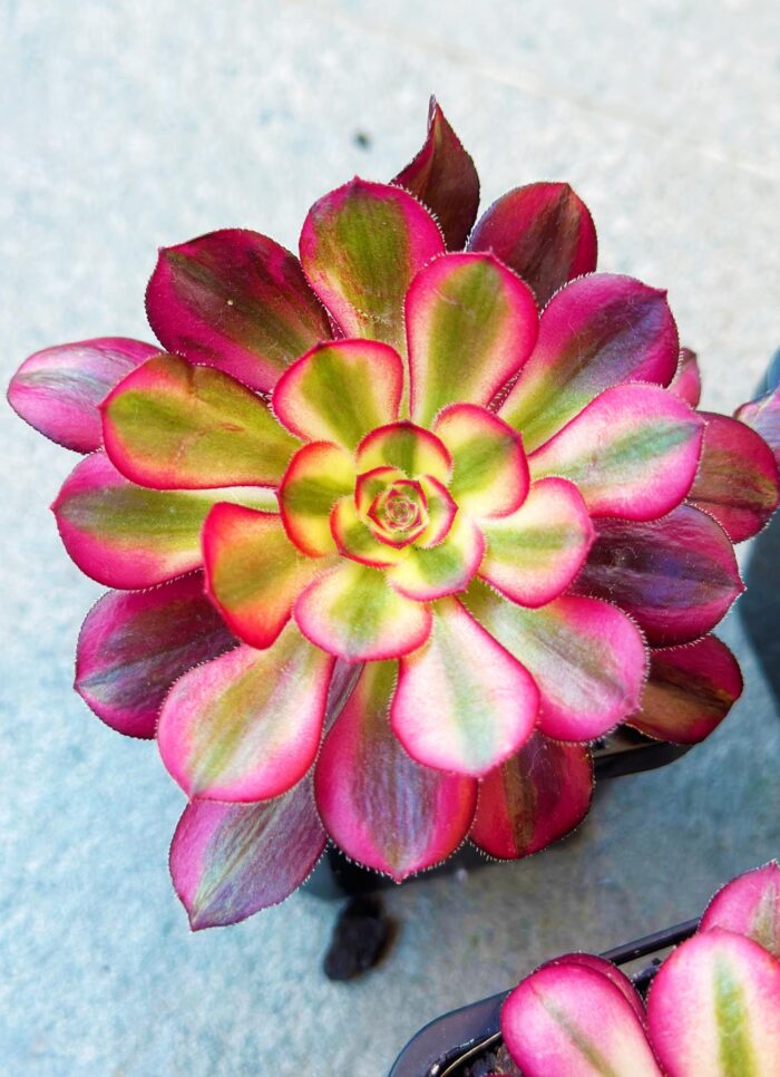 Aeonium Chanel – 7cm Succulent Plant