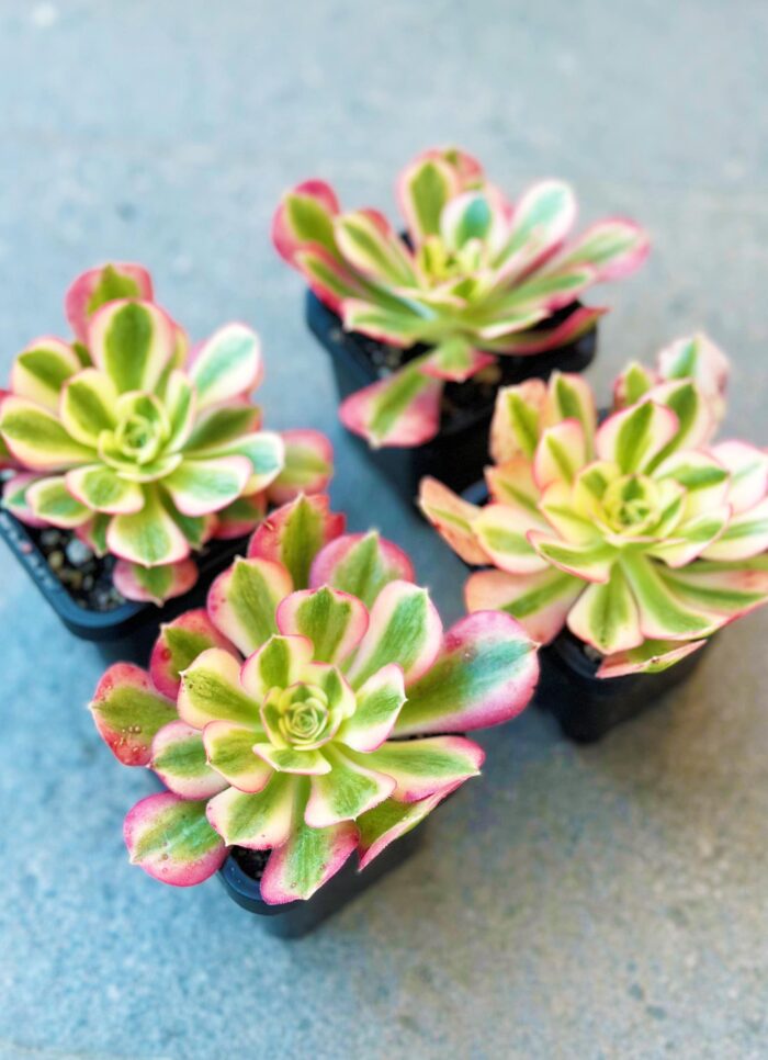 Aeonium Pink Witch – 7cm Succulent Plant - Image 2