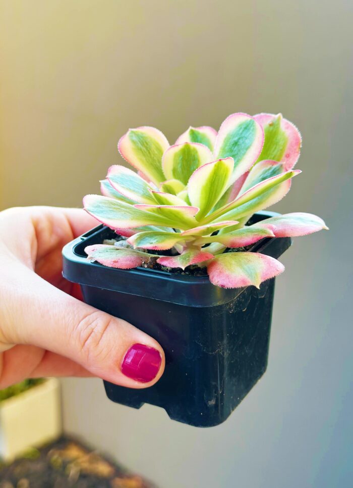 Aeonium Pink Witch – 7cm Succulent Plant - Image 4