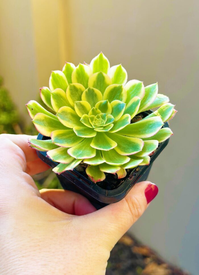 Aeonium Sunrise – 7cm Succulent Plant