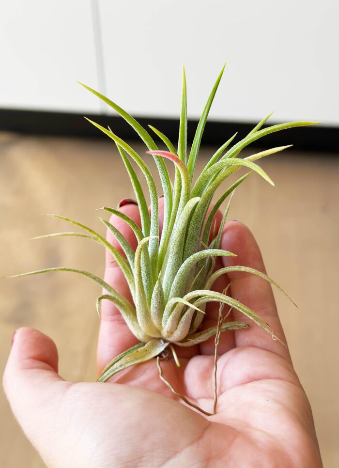 Tillandsia Ionantha 'Peachy Pink' – Air Plant