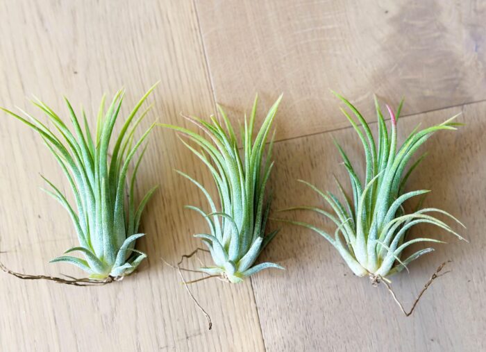 Tillandsia Ionantha 'Peachy Pink' – Air Plant - Image 2