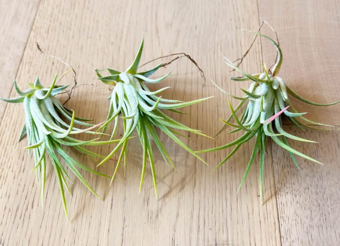 Tillandsia Ionantha 'Peachy Pink' – Air Plant - Image 3
