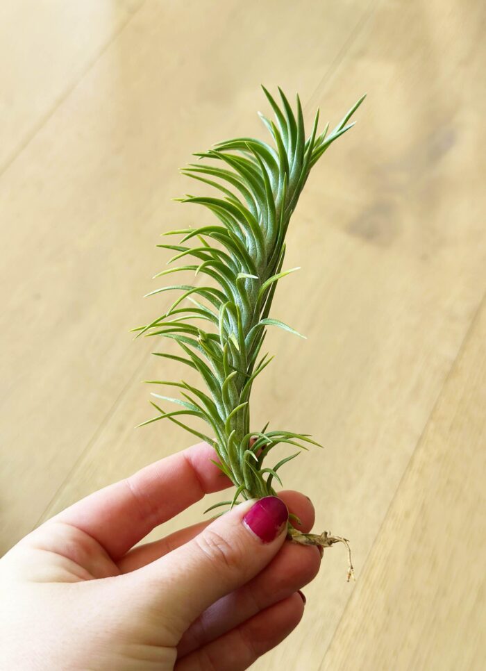 Tillandsia Araujei – Air Plant - Image 3