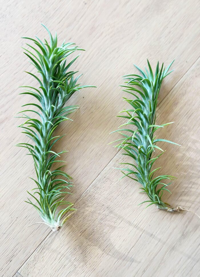 Tillandsia Araujei – Air Plant - Image 2