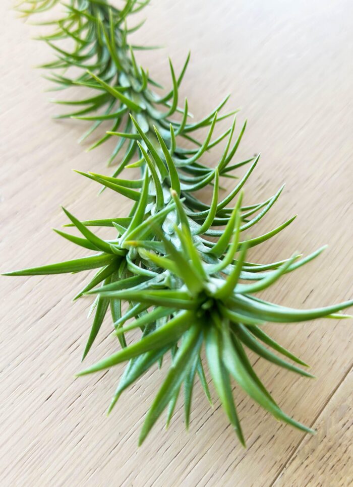 Tillandsia Araujei – Air Plant